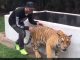 Viral: Even Tiger Is Scared Of Lewis Hamilton. Video Resurfaces